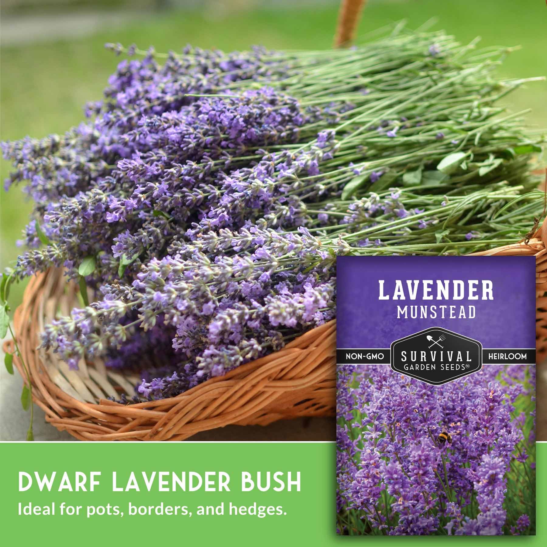 Munstead lavender undergoing cold stratification preparation for planting