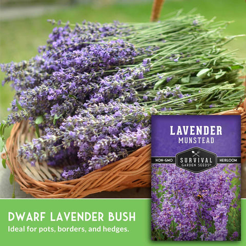 Munstead lavender undergoing cold stratification preparation for planting