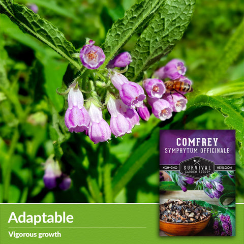 Survival Garden Seeds comfrey slippery root closeup ideal for skincare prep.