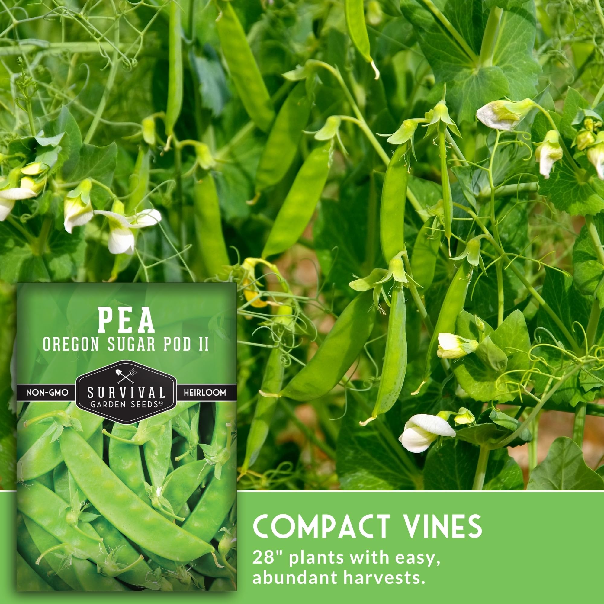 SURVIVAL GARDEN SEEDS compact 2.5-foot sugar pod vine in garden.