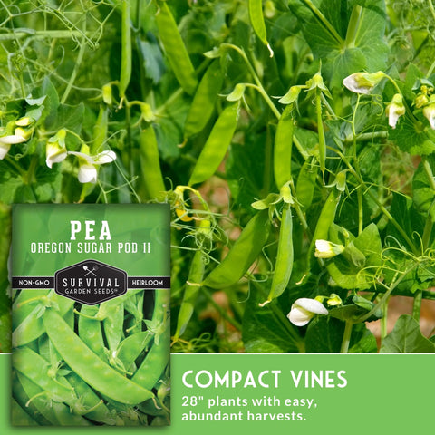 SURVIVAL GARDEN SEEDS compact 2.5-foot sugar pod vine in garden.