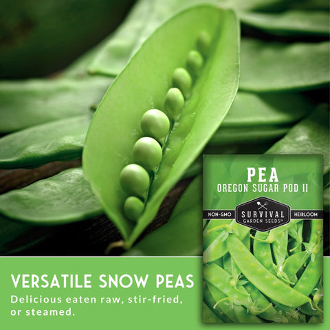 SURVIVAL GARDEN SEEDS sugar pod vines thriving in a container.
