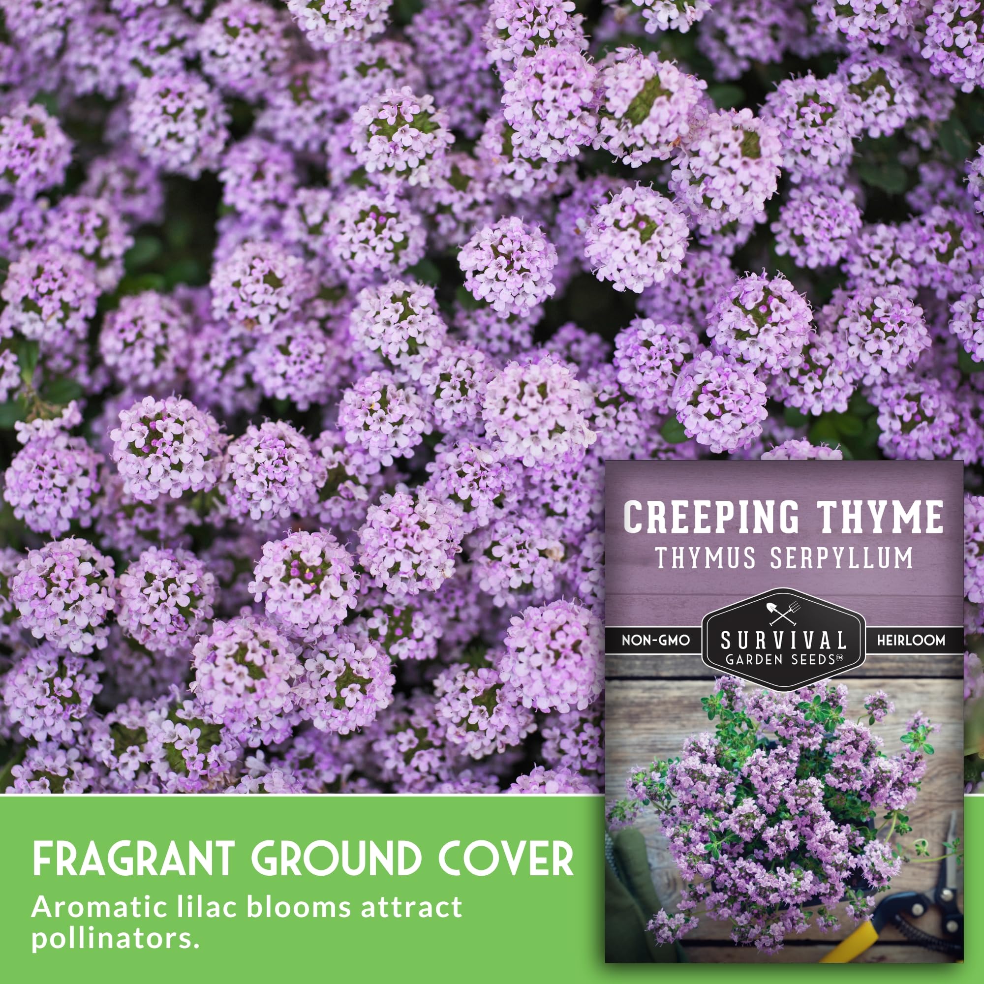 Survival Garden Seeds creeping thyme dense foliage forms a low-growing lawn alternative.