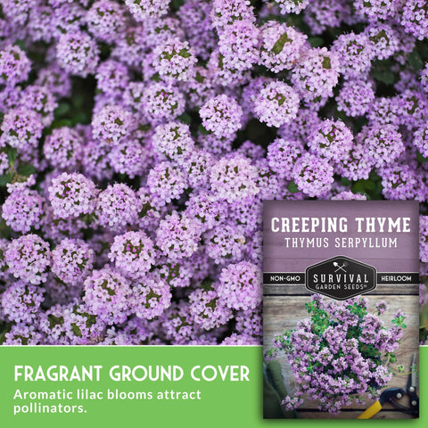 Survival Garden Seeds creeping thyme dense foliage forms a low-growing lawn alternative.