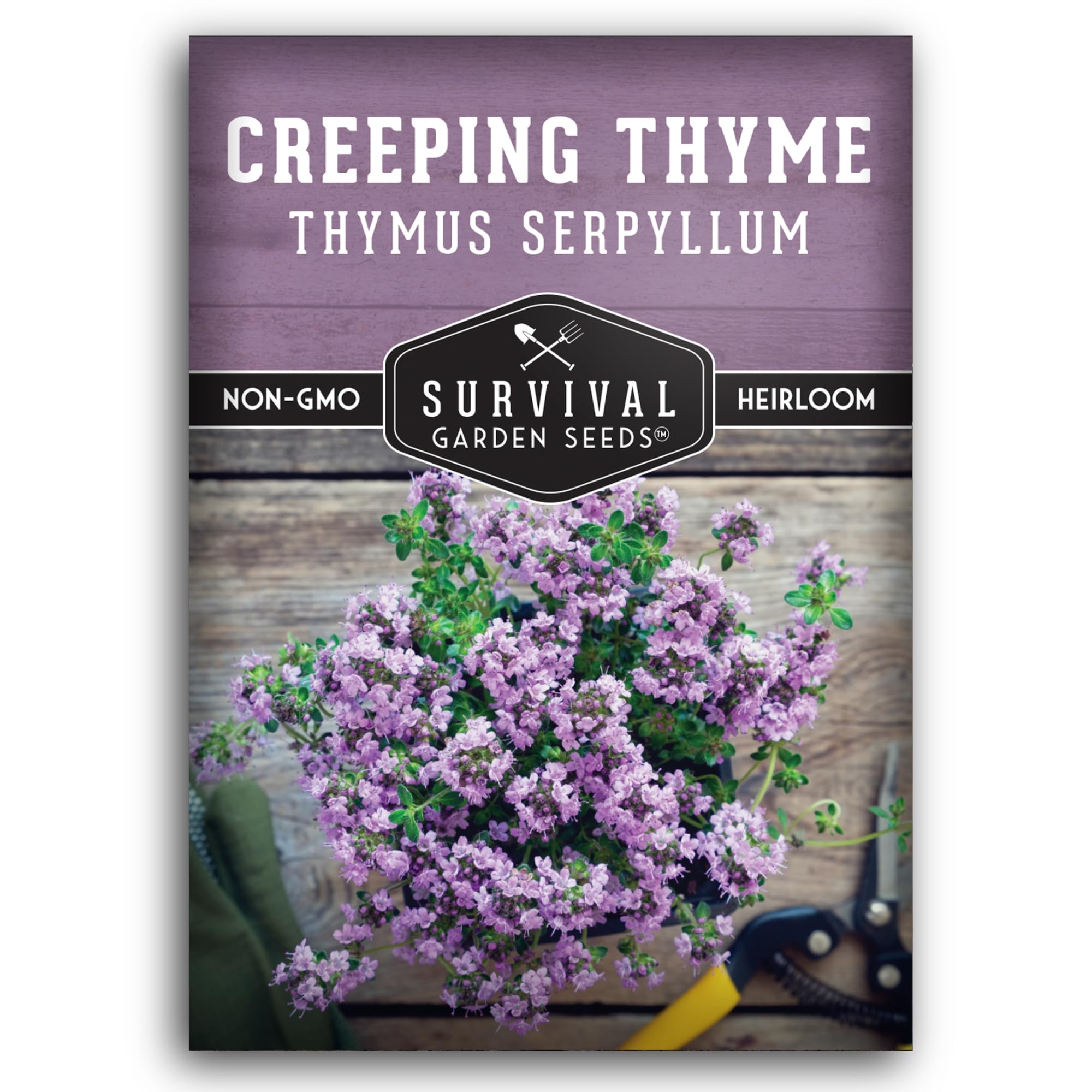 Survival Garden Seeds creeping thyme ground cover mat with fragrant leaves for pathways.