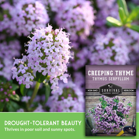 Survival Garden Seeds creeping thyme surface-sown seeds create easy ground cover.