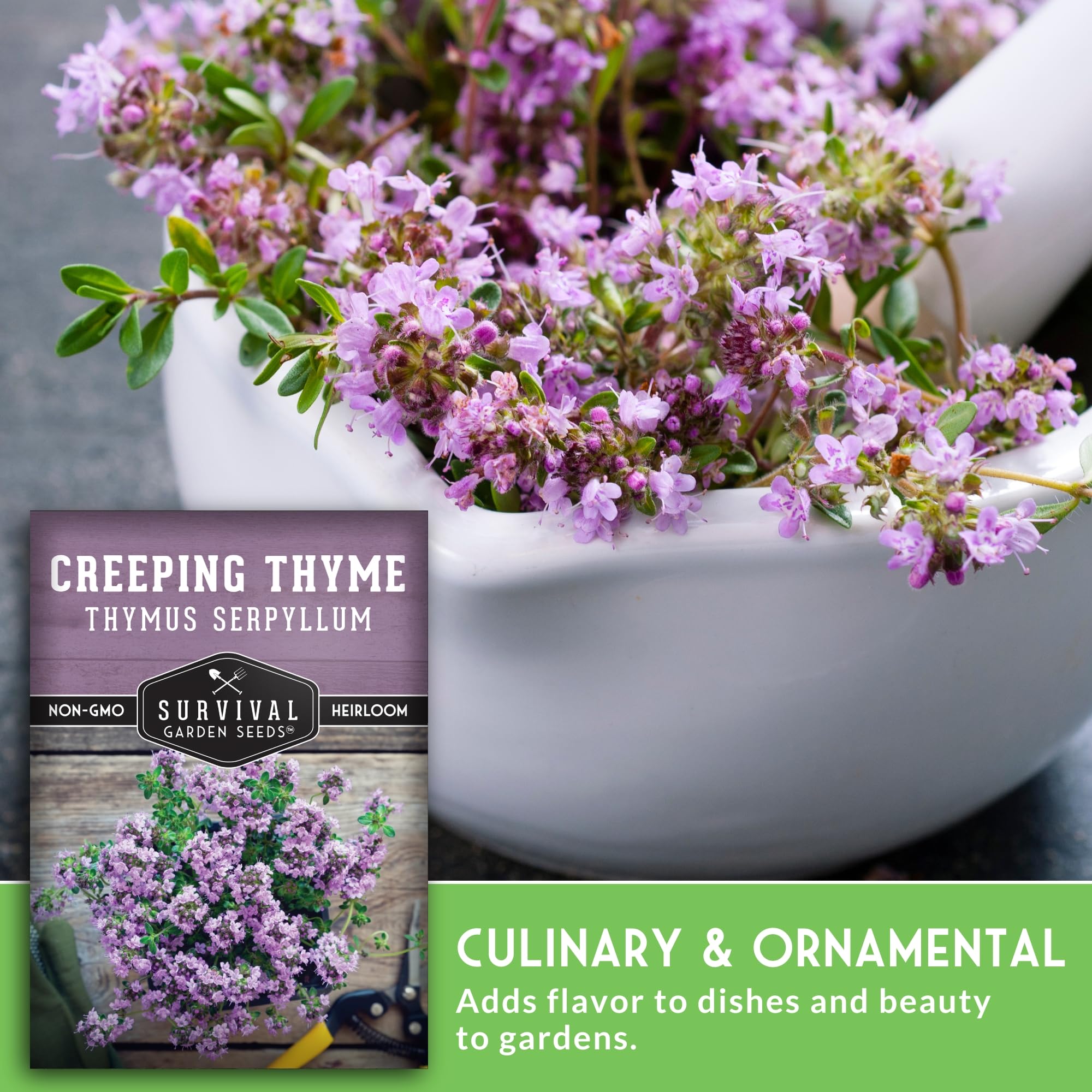 Survival Garden Seeds creeping thyme blossoms invite pollinators while adding scent.