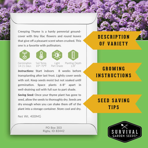 Survival Garden Seeds creeping thyme purple blooms attract bees and butterflies in sunny beds.