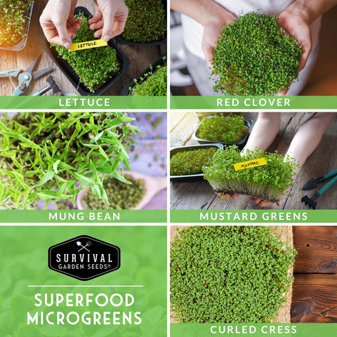 SURVIVAL GARDEN SEEDS curled cress microgreens seeds add crisp aroma to salads.