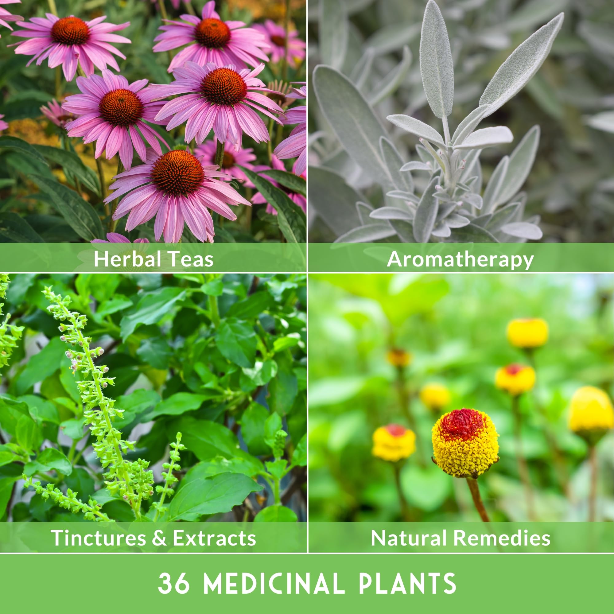 SURVIVAL GARDEN SEEDS dandelion and mint seeds—easy-start herbs for home remedies.