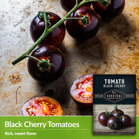 Survival Garden Seeds dark-purple tomatoes on vine show dramatic color.