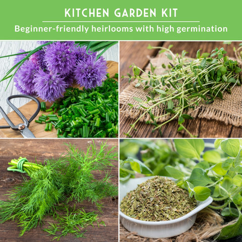 Survival Garden Seeds dill fronds close-up, bright greens for pickles and dressings.