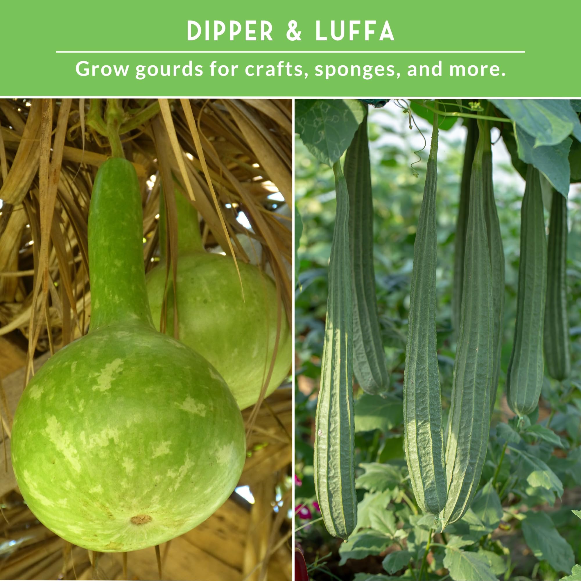 SURVIVAL GARDEN SEEDS dipper-gourd-harvest sturdy long-handled gourds for crafts