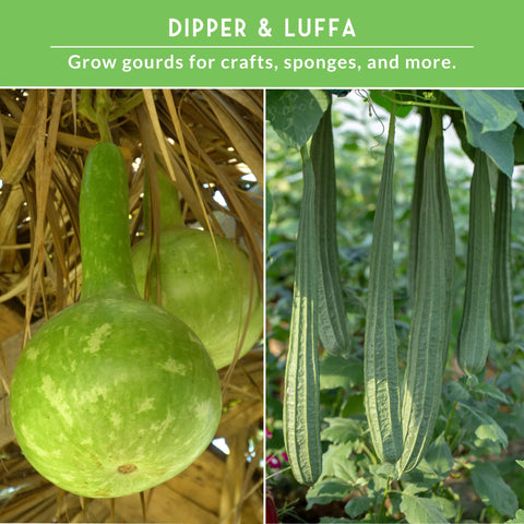 SURVIVAL GARDEN SEEDS dipper-gourd-harvest sturdy long-handled gourds for crafts