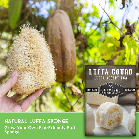 SURVIVAL GARDEN SEEDS dried loofah sponge for eco-friendly bath and kitchen.