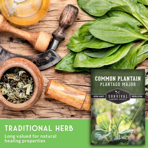 survival garden seeds dried plantain leaves tea leaves dried for tea or infusion