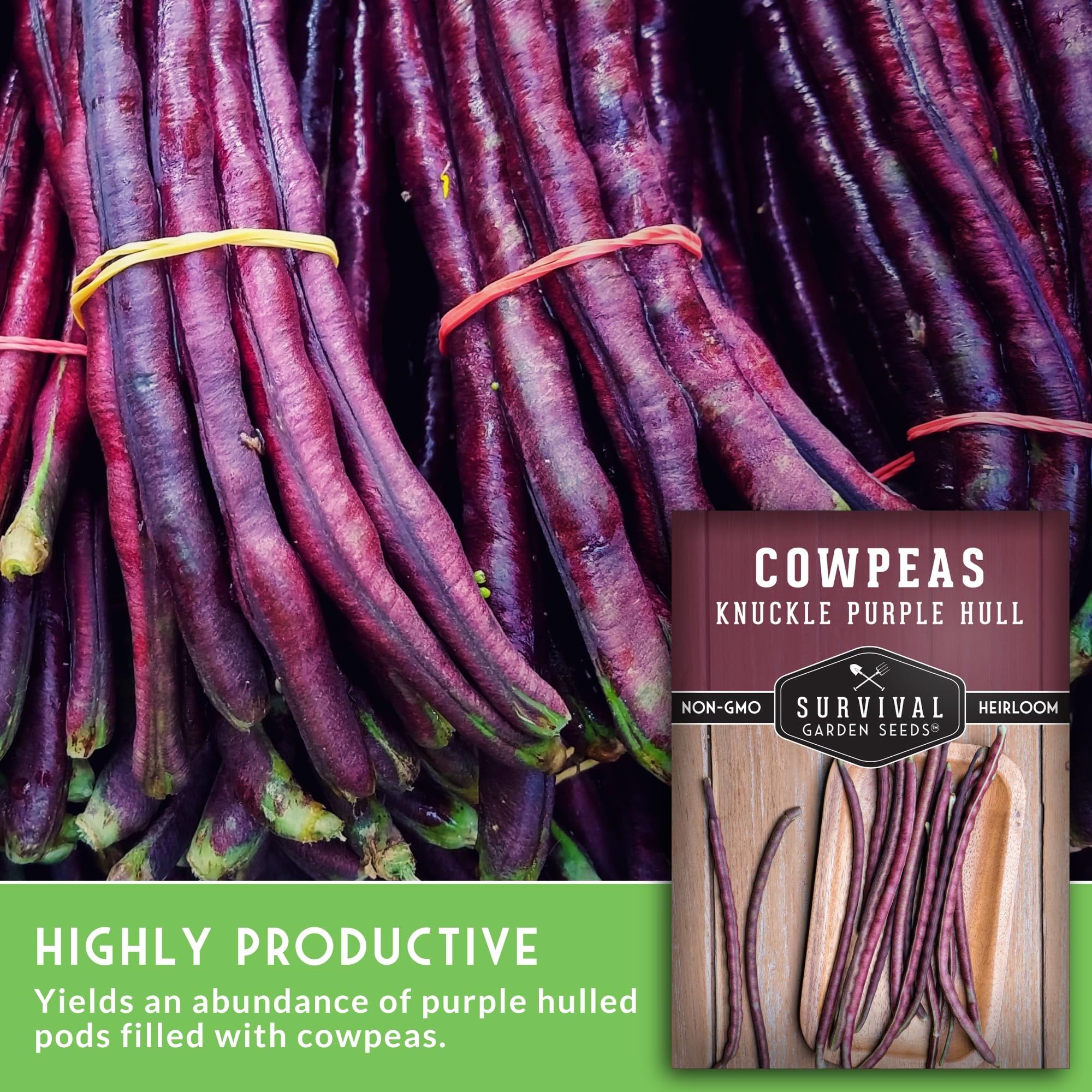 SURVIVAL GARDEN SEEDS Drought-tolerant cowpeas thriving in hot, dry summers.