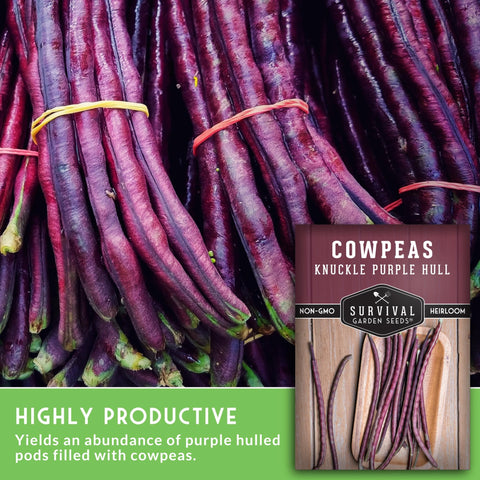SURVIVAL GARDEN SEEDS Drought-tolerant cowpeas thriving in hot, dry summers.
