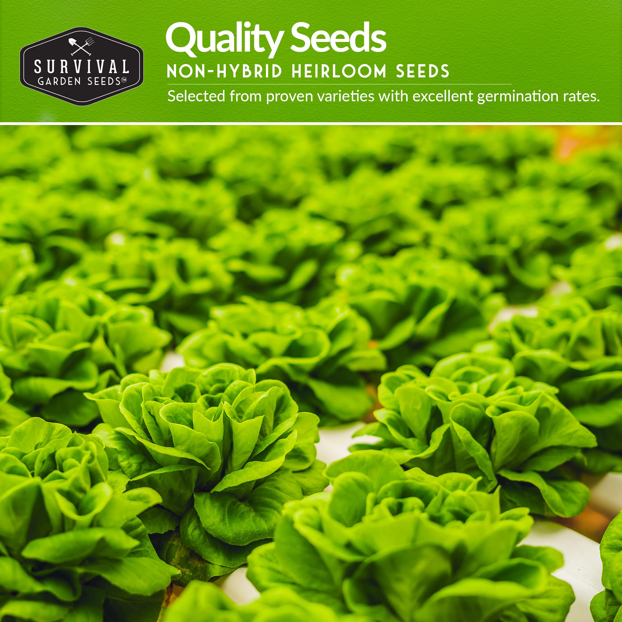 SURVIVAL GARDEN SEEDS Dwarf Siberian Kale seeds for compact indoor gardens.