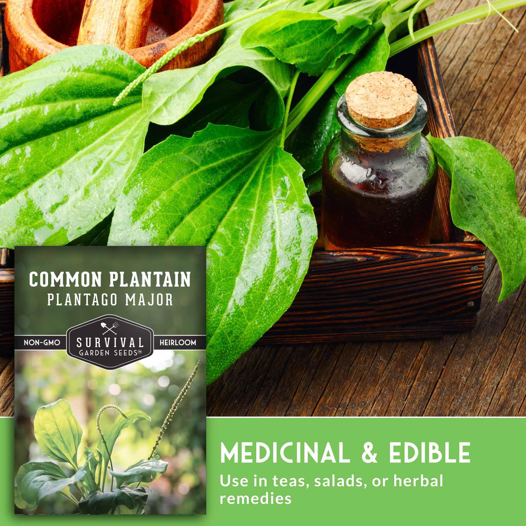 survival garden seeds edible plantain leaves tender greens for salads and cooking