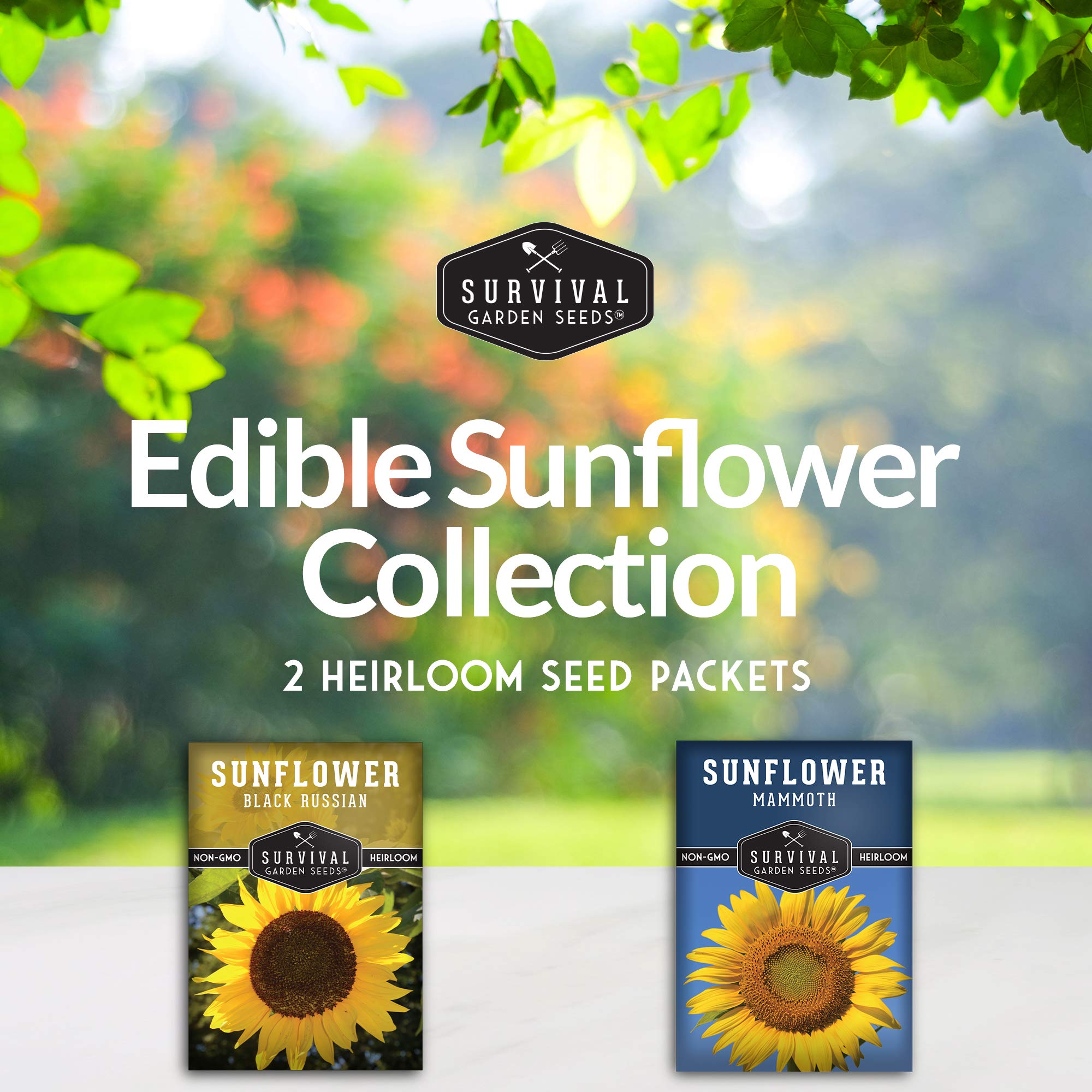 SURVIVAL GARDEN SEEDS Black Russian sunflower bloom emphasizes rich color and edible seeds