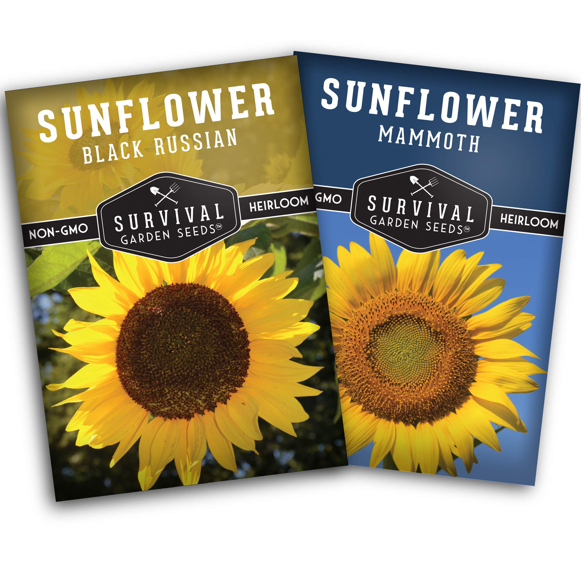 SURVIVAL GARDEN SEEDS Mammoth edible sunflower bloom showing large seed yield