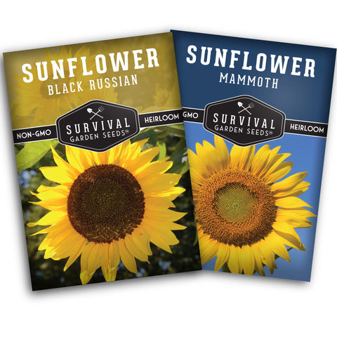 SURVIVAL GARDEN SEEDS Mammoth edible sunflower bloom showing large seed yield