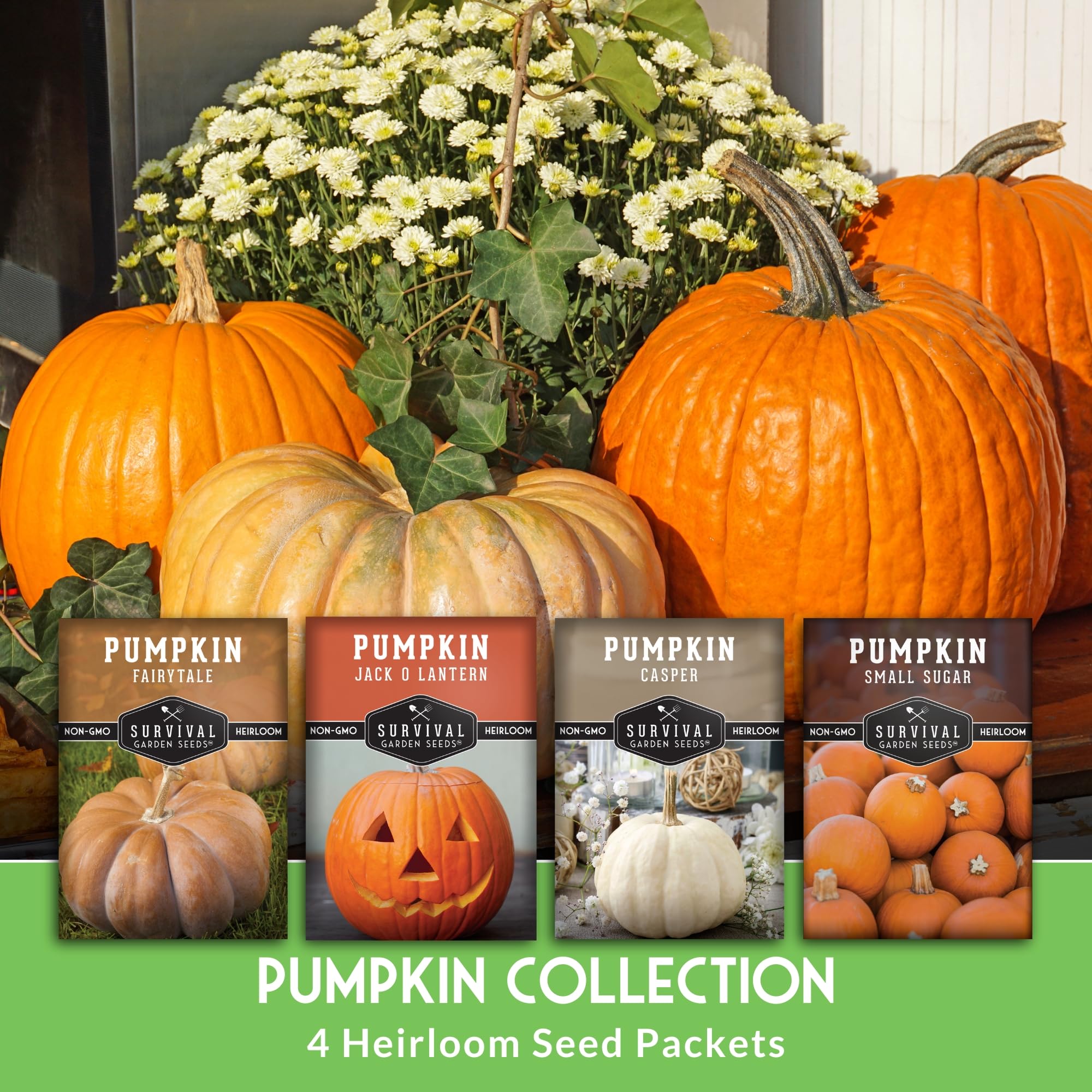 Survival Garden Seeds fairytale pumpkin seeds great for roasting and autumn displays.