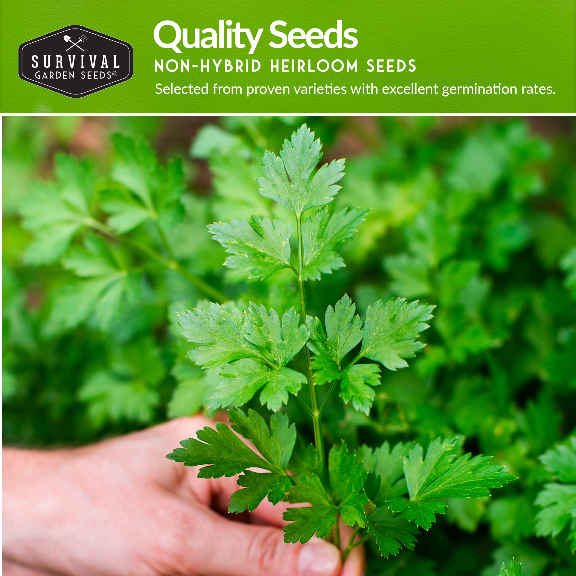 Survival Garden Seeds flat leaf parsley seeds for bold flavor in gardens and windowsills