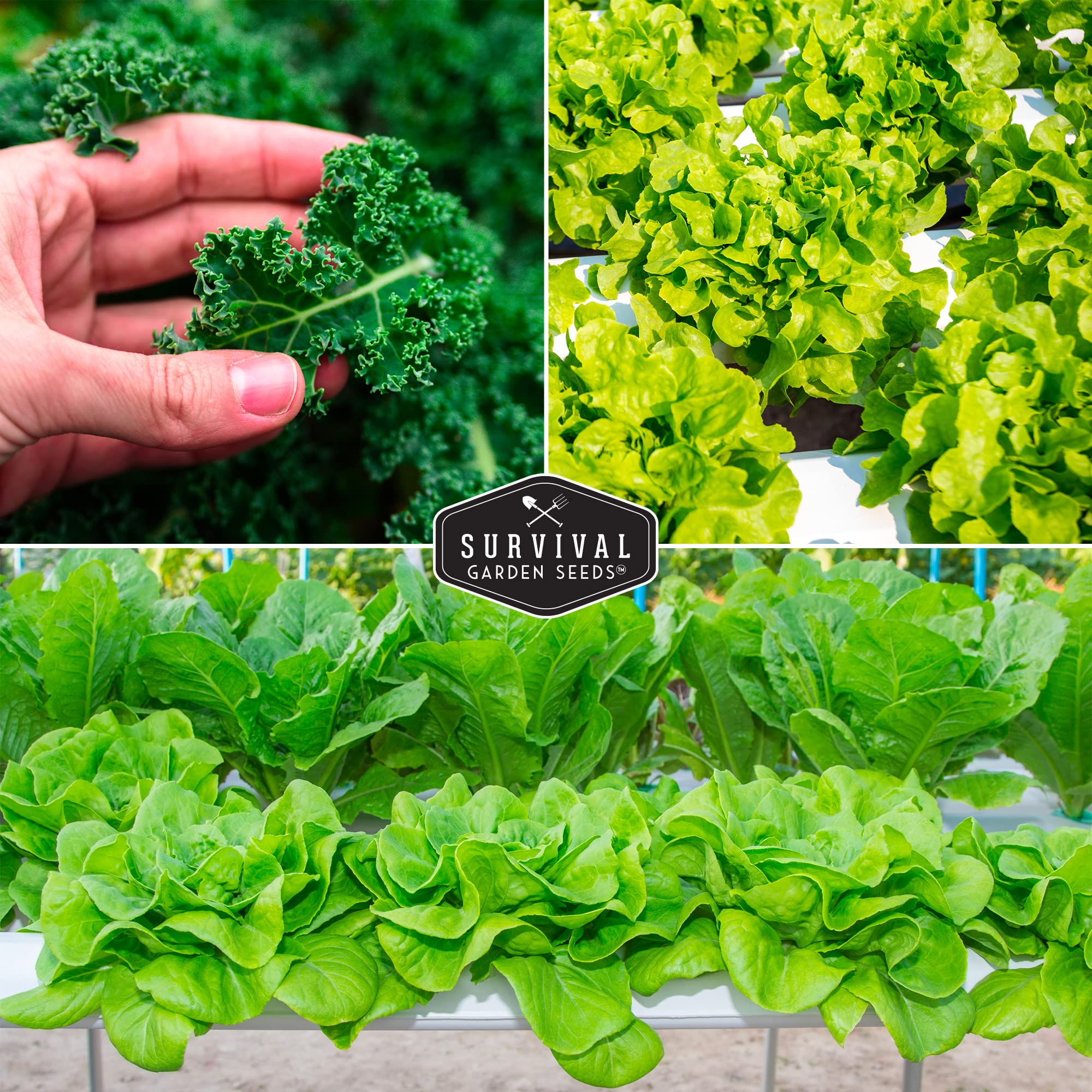 SURVIVAL GARDEN SEEDS Ford Hook Swiss chard seeds for colorful indoor greens.