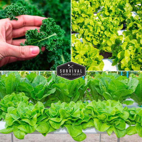 SURVIVAL GARDEN SEEDS Ford Hook Swiss chard seeds for colorful indoor greens.