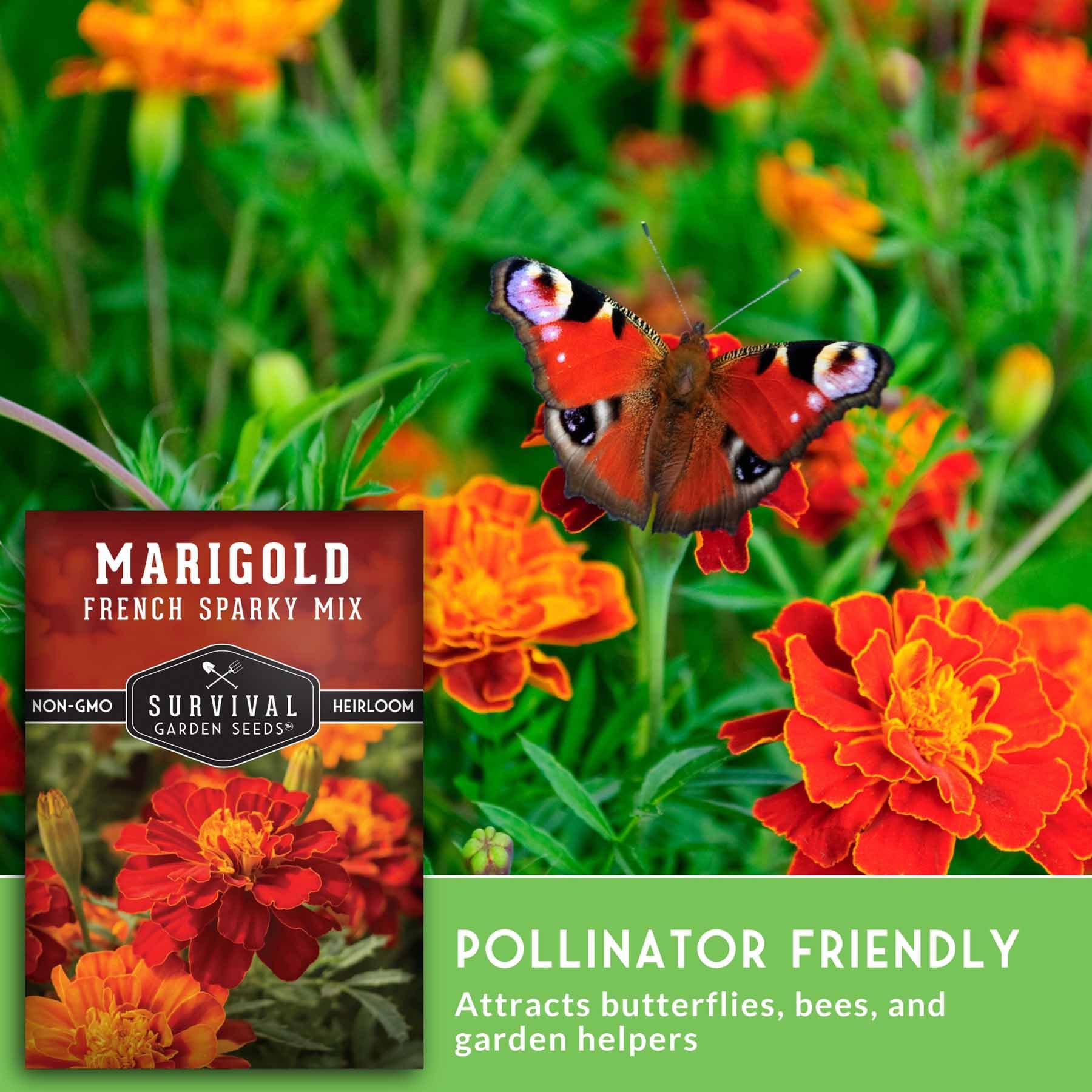 Survival Garden Seeds French Sparky border beds display vibrant color in garden beds.