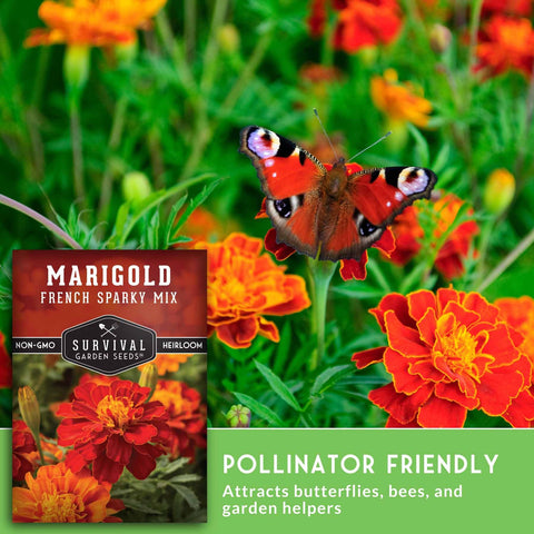 Survival Garden Seeds French Sparky border beds display vibrant color in garden beds.