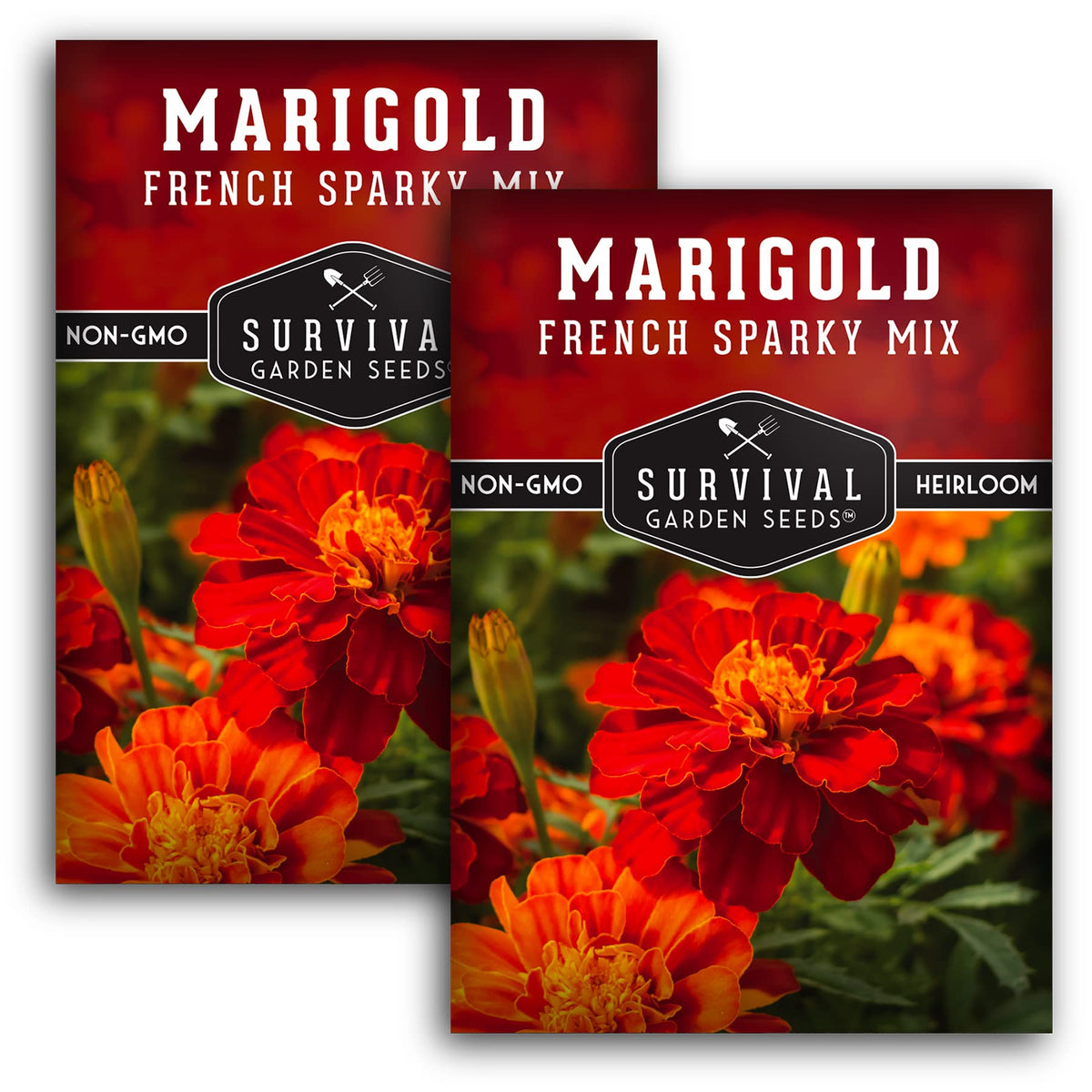 Survival Garden Seeds French Sparky marigold bloom close-up highlights vibrant color.