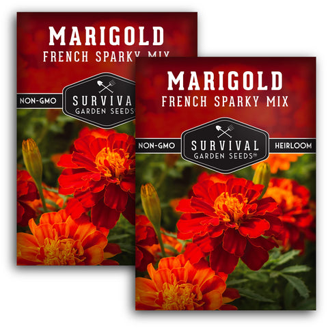 Survival Garden Seeds French Sparky marigold bloom close-up highlights vibrant color.
