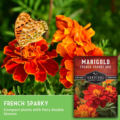 Survival Garden Seeds French Sparky blooms reach about 12 inches in height.