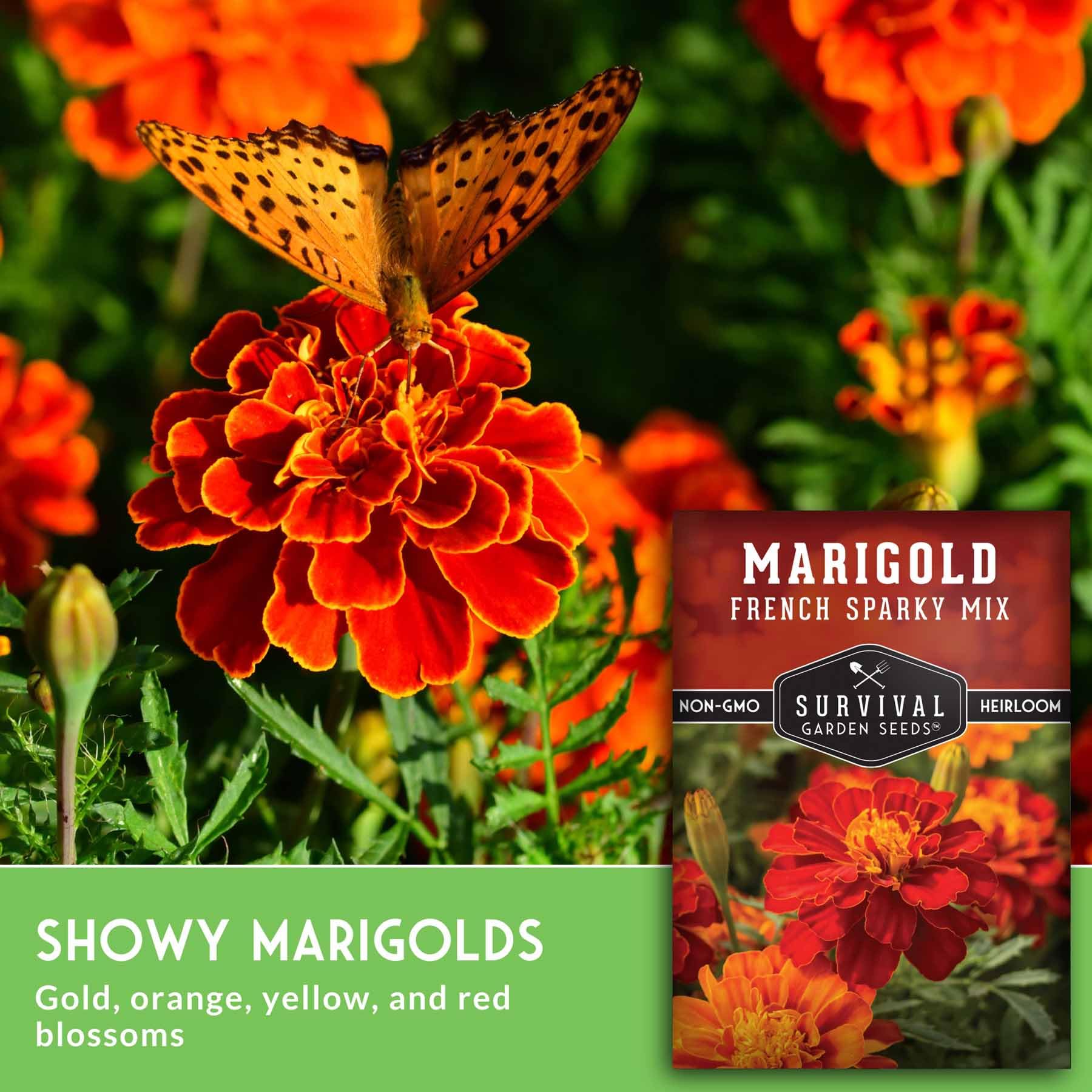 Survival Garden Seeds French Sparky marigolds attract butterflies and bees for pollinator-friendly gardens.