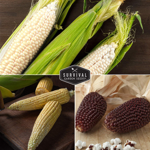 Survival Garden Seeds full sun garden bed ready for summer popcorn harvest