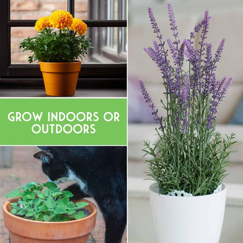 SURVIVAL GARDEN SEEDS Genovese basil seeds for fresh herbs and fragrant borders.