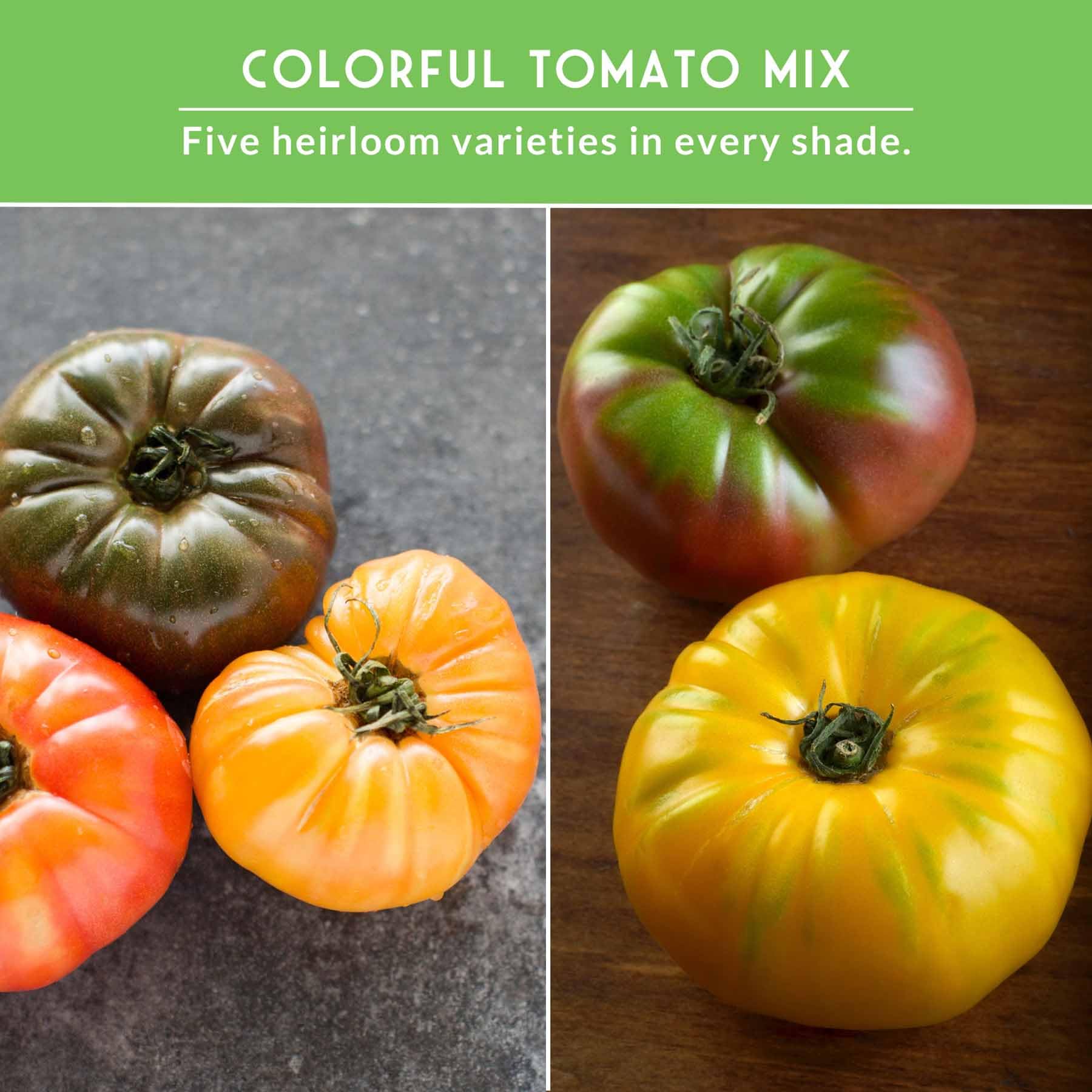 SURVIVAL GARDEN SEEDS Great White tomato on the vine, mild-sweet flavor for slicing.