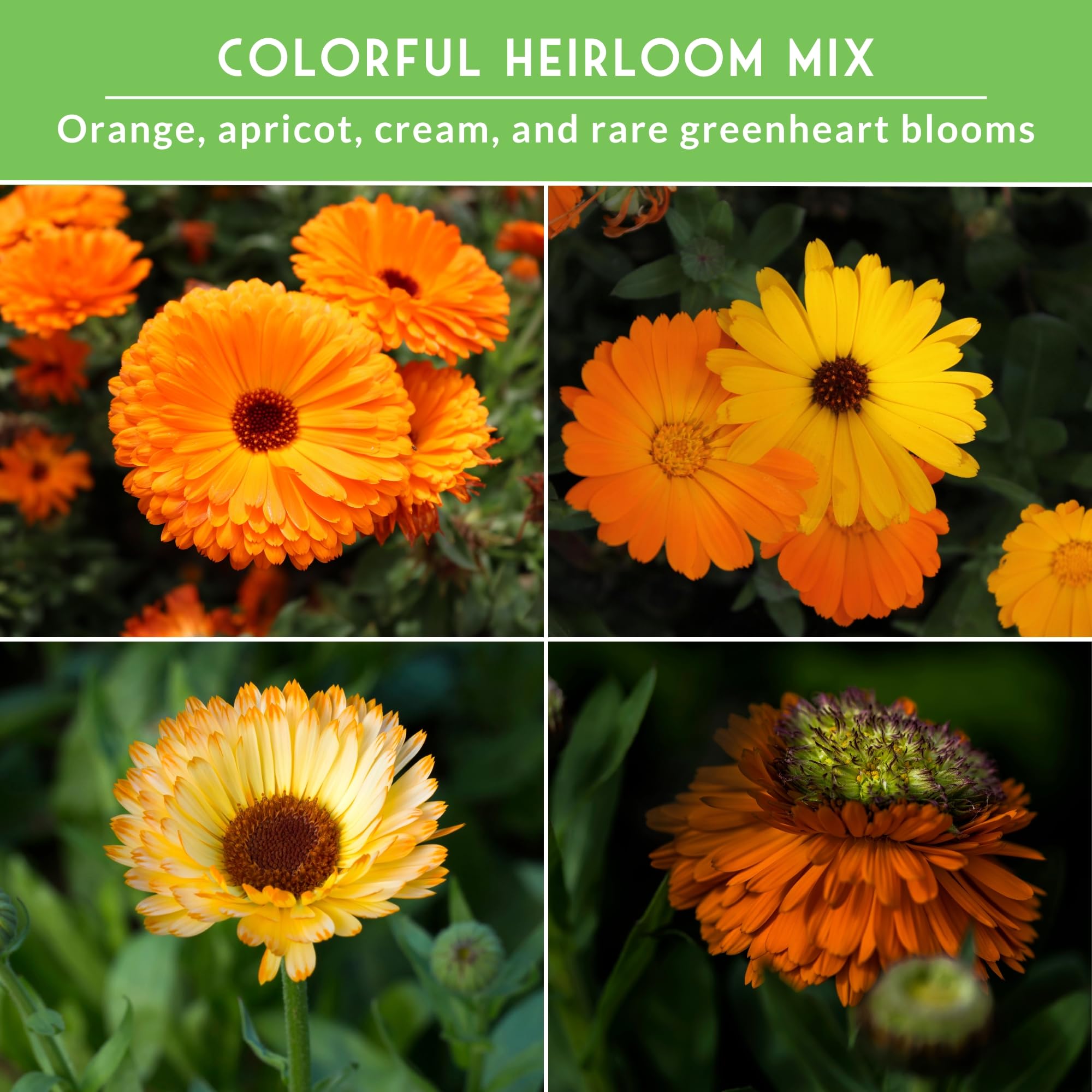 Survival Garden Seeds Greenheart calendula flowers attract pollinators in the garden