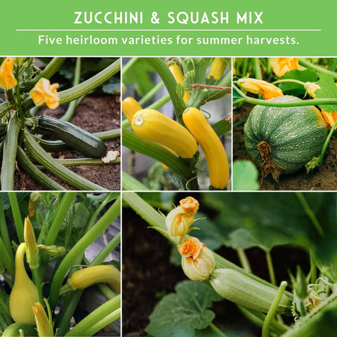 Survival Garden Seeds Grey zucchini seed packet for reliable yields