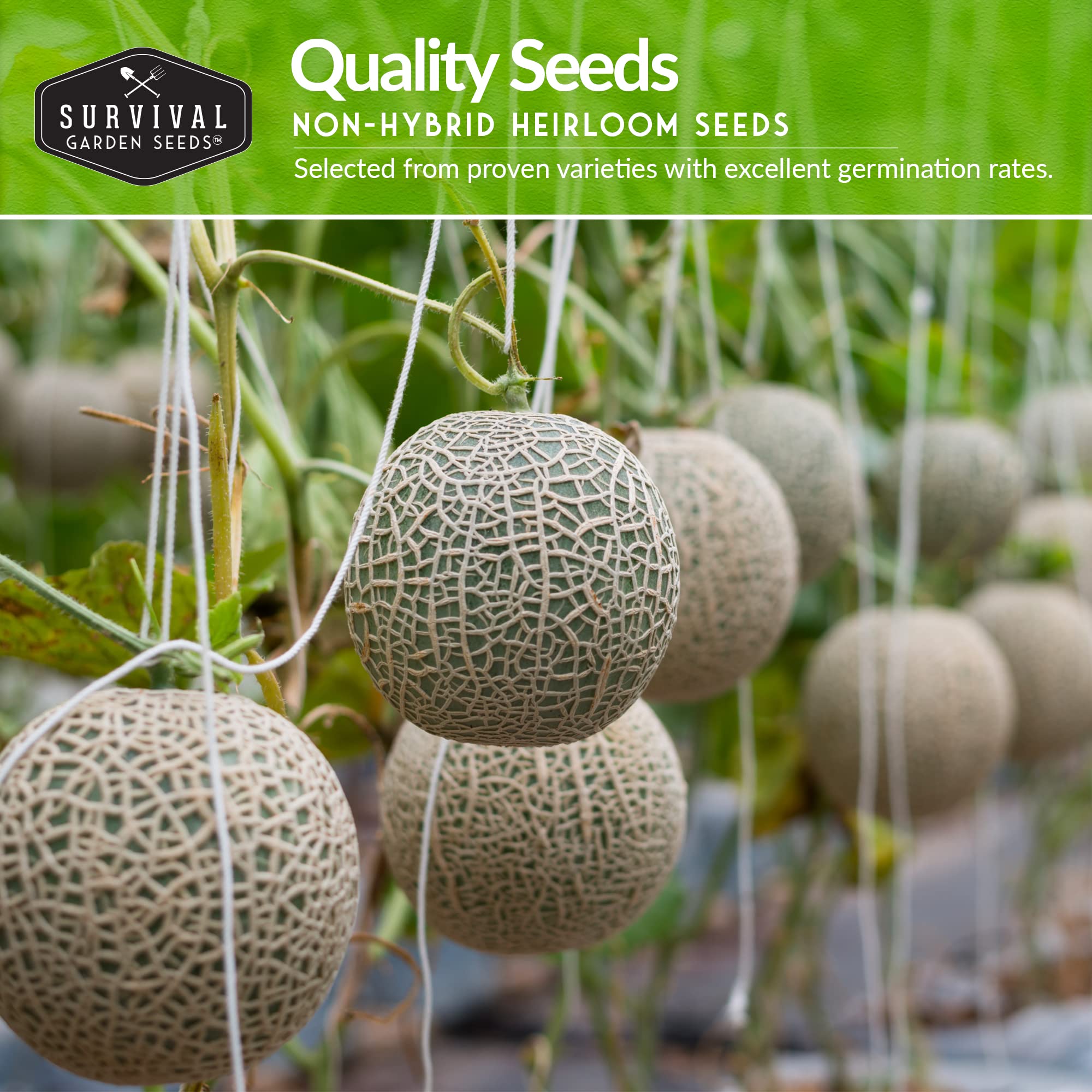 SURVIVAL GARDEN SEEDS Hale's Best cantaloupe showcasing traditional flavor