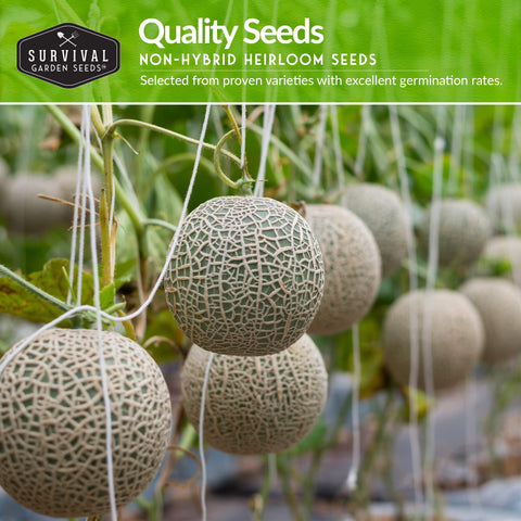 SURVIVAL GARDEN SEEDS Hale's Best cantaloupe showcasing traditional flavor