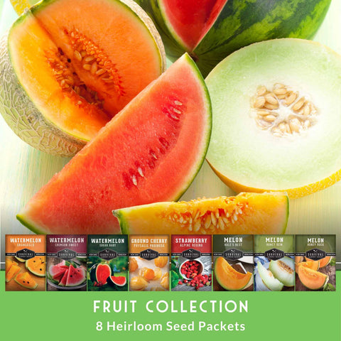 Survival Garden Seeds Hale’s Best Cantaloupe ripening on trellis or bed