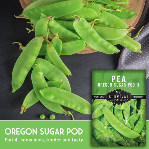 SURVIVAL GARDEN SEEDS harvested Oregon Sugar Pod II ready for stir-fry.