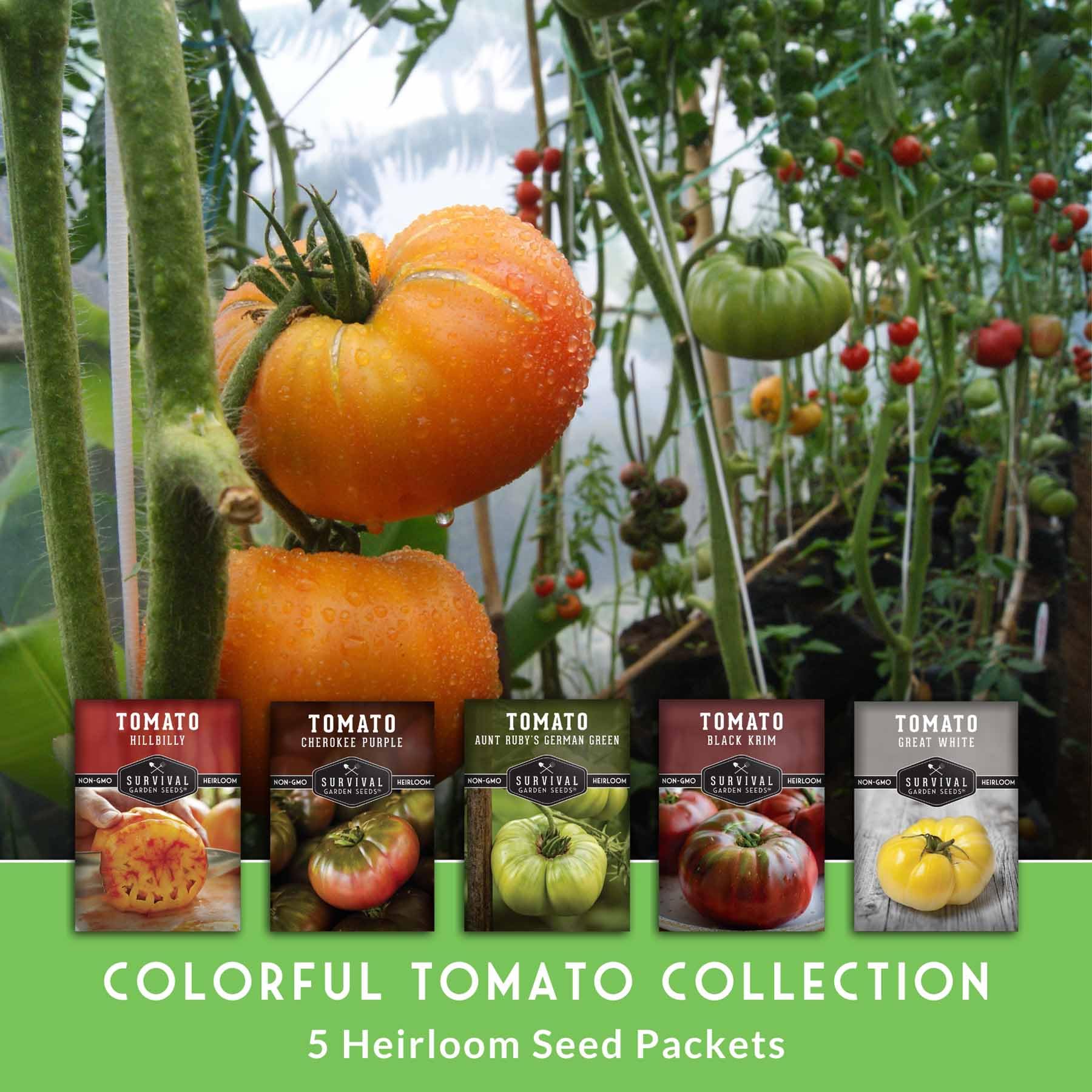 SURVIVAL GARDEN SEEDS Hillbilly tomato on the plant, vibrant bi-color fruit and juicy flesh.