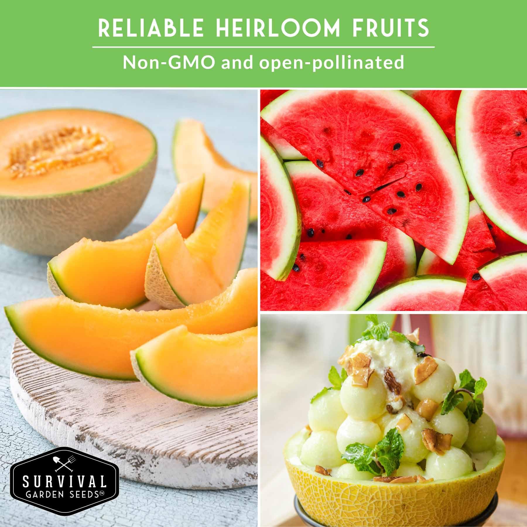 Survival Garden Seeds Honey Rock Muskmelon fragrant and productive in sun