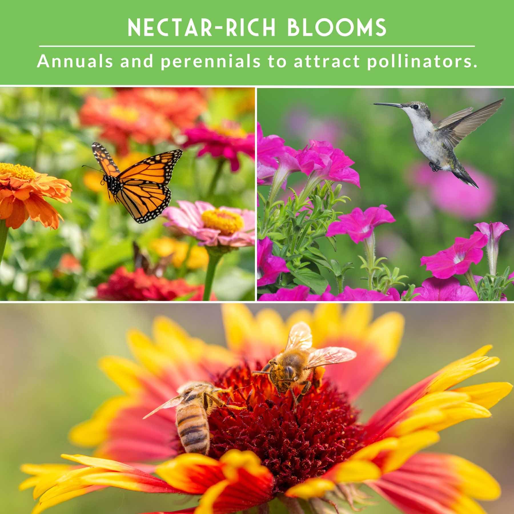 Survival Garden Seeds hummingbird mix blooms invite hummingbirds.