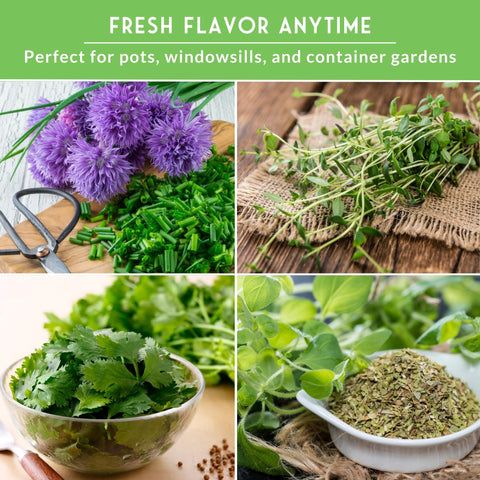 Survival Garden Seeds cilantro leaves for salsas and bright toppings